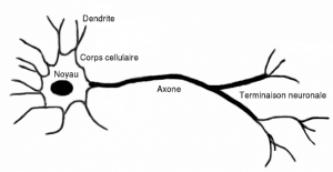 Comprendre les réseaux de neurones - La revue IA